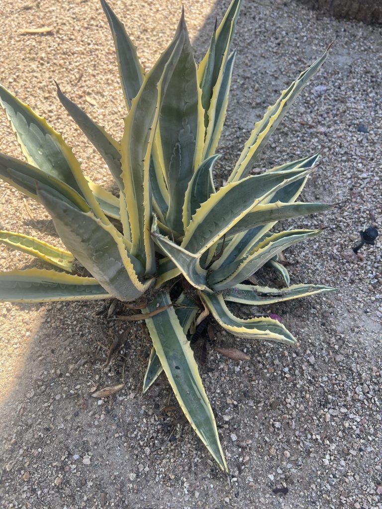 Agave plant by TJ Landscape