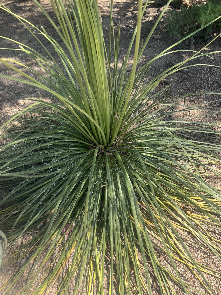 plant by TJ Landscape
