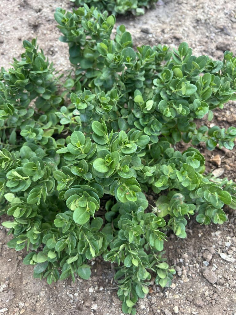 Carissa plant by TJ Landscape