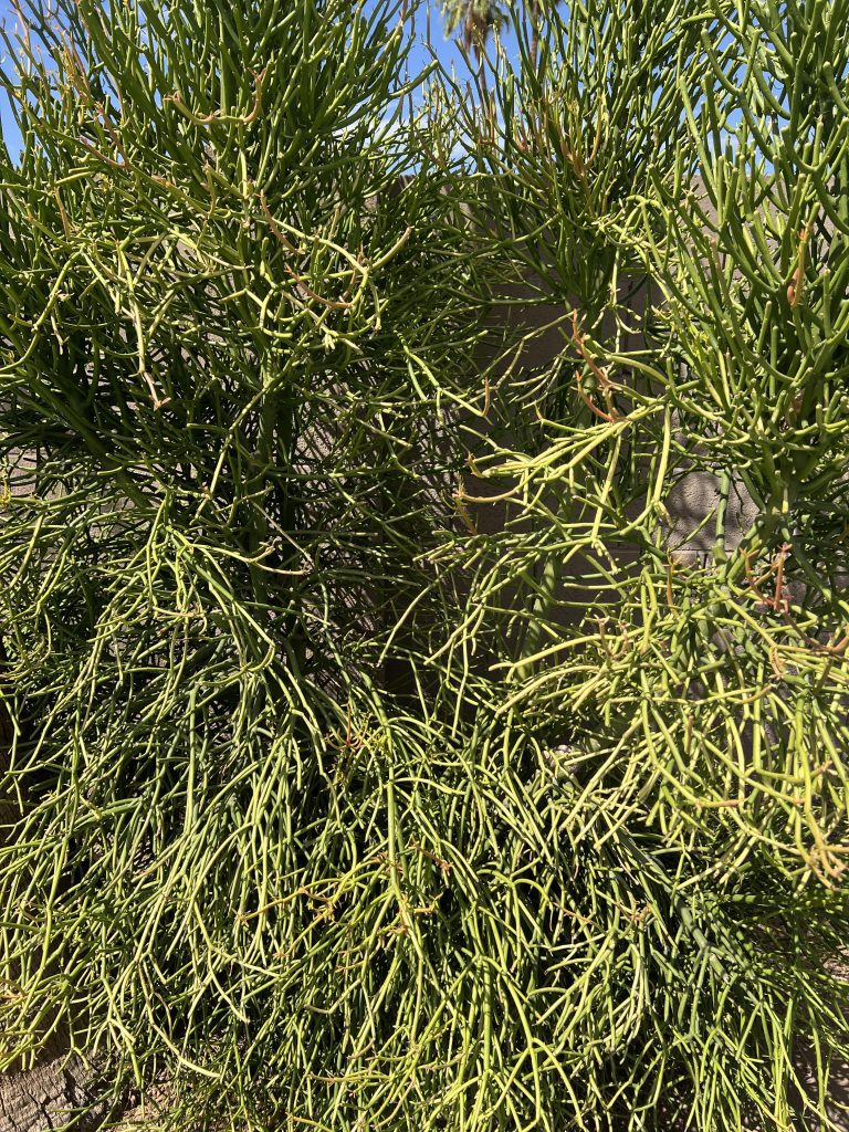 Fire Stick Plant
