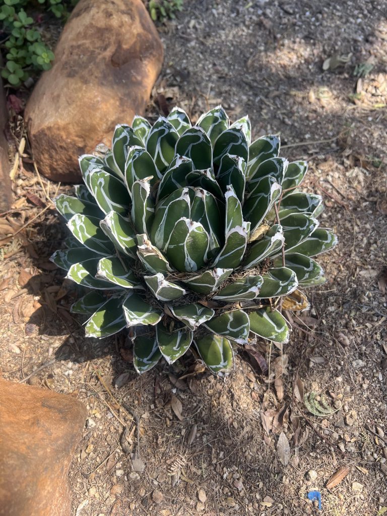 Queen Agave