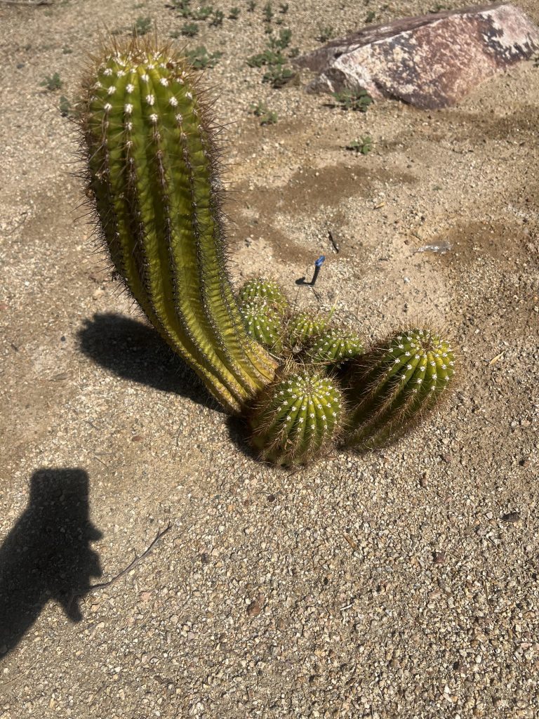 Cactus plant by TJ Landscape