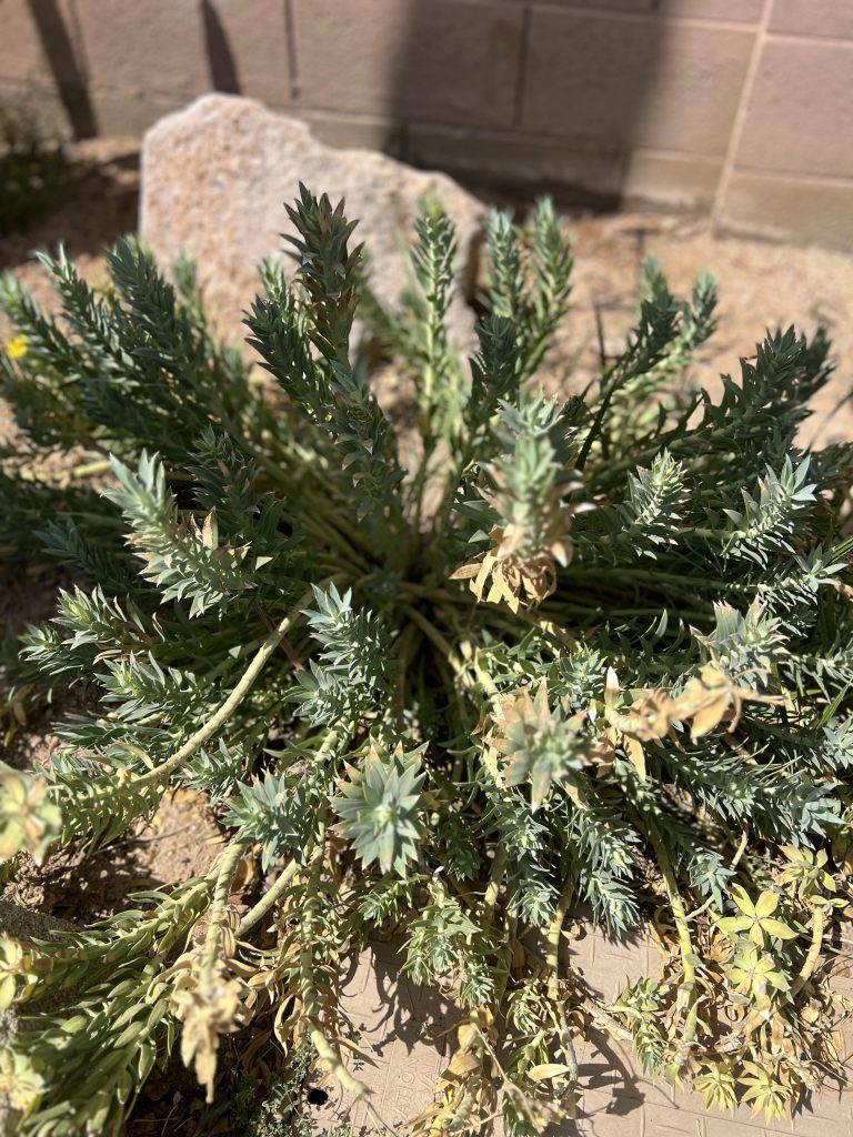 Sedum Succulent Plant Slate Grey Paver Driveway by TJ Landscape