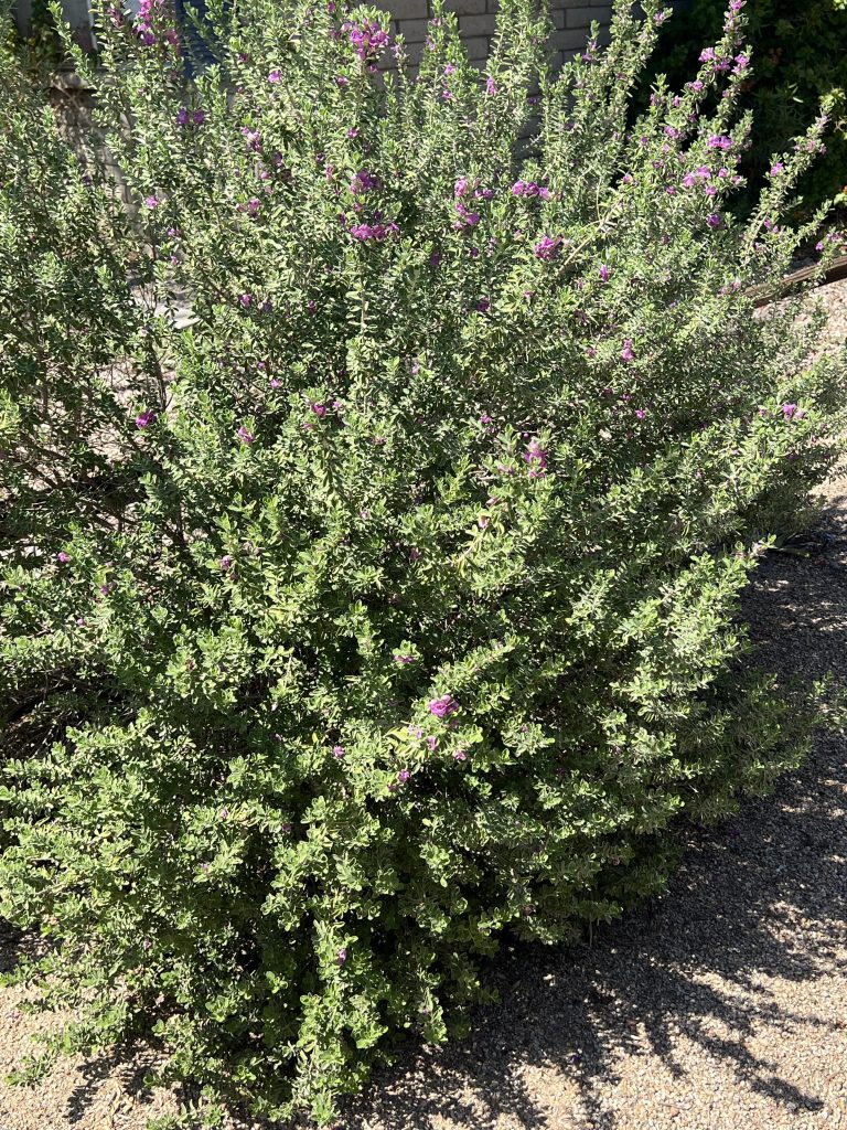 Texas Ranger plant by TJ Landscape