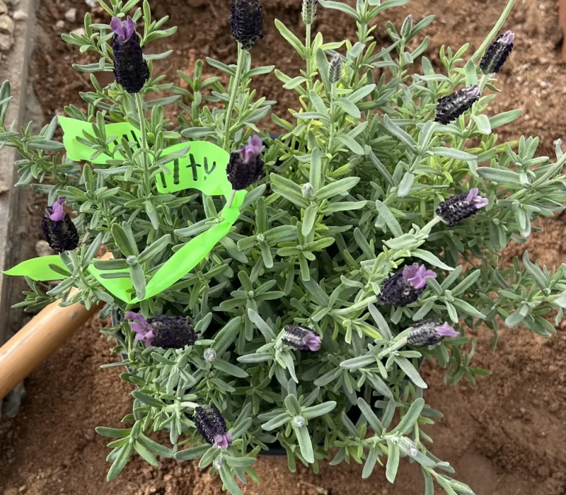 lavender
